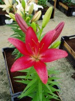 [1687 PaintBall DJ No01.JPG]